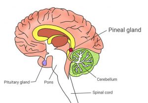 The Pineal's location within the brain